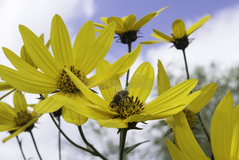 Insect bee on yellow flower collects nectar in the summer. Insect bee on yellow flower collects nectar in the summer