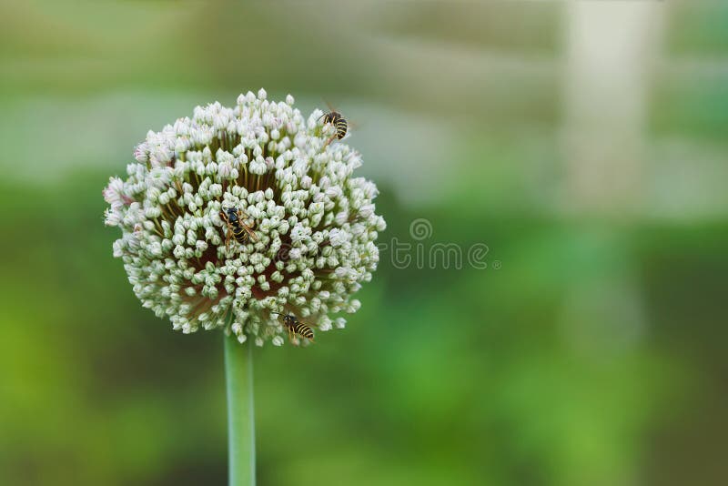 Abeja en una flor redonda grande del ajo fotografía de archivo Abeja en una flor redonda grande del ajo fotografía de archivo