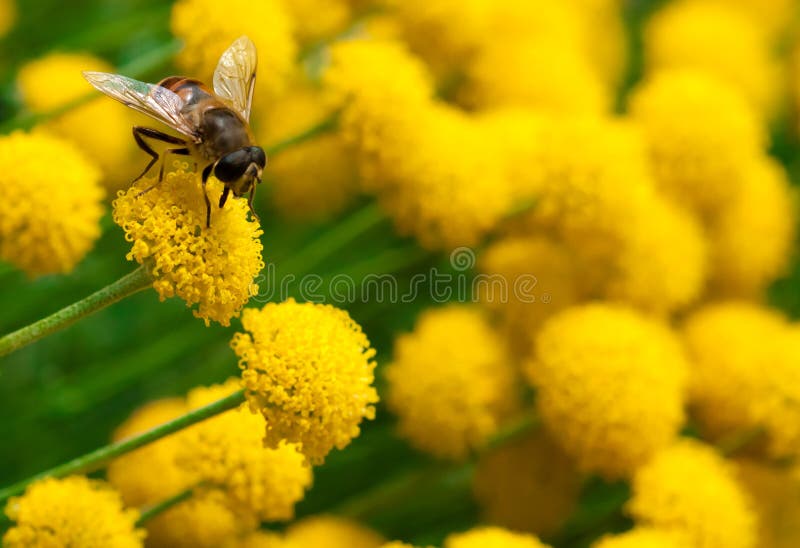 Bee on a little yellow flower. Bee on a little yellow flower