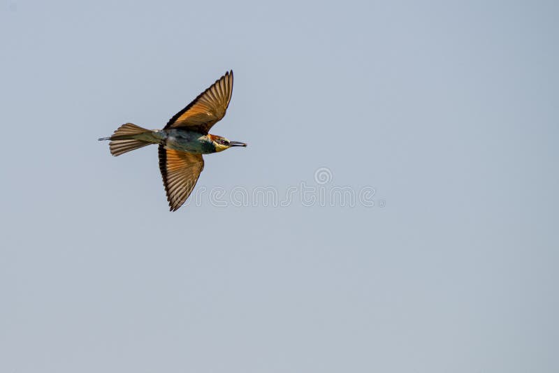 Abeja europea come vuela en el cielo fotos de archivo