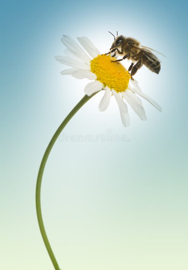 Abeja europea de la miel que recolecta el polen en una margarita, mellifera de los Apis, imagen de archivo libre de regalías Abeja europea de la miel que recolecta el polen en una margarita, mellifera de los Apis, imagen de archivo libre de regalías