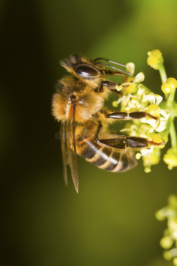 Close view of a honey bee on top of a flower. Close view of a honey bee on top of a flower