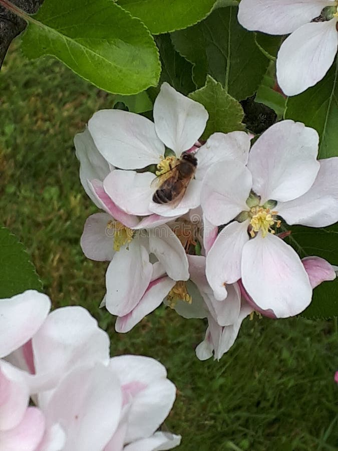 Apple blossom on a dwarf apple tree of the variety James Grieve, which is an early and tasty eating or cooking apple. Apple blossom on a dwarf apple tree of the variety James Grieve, which is an early and tasty eating or cooking apple