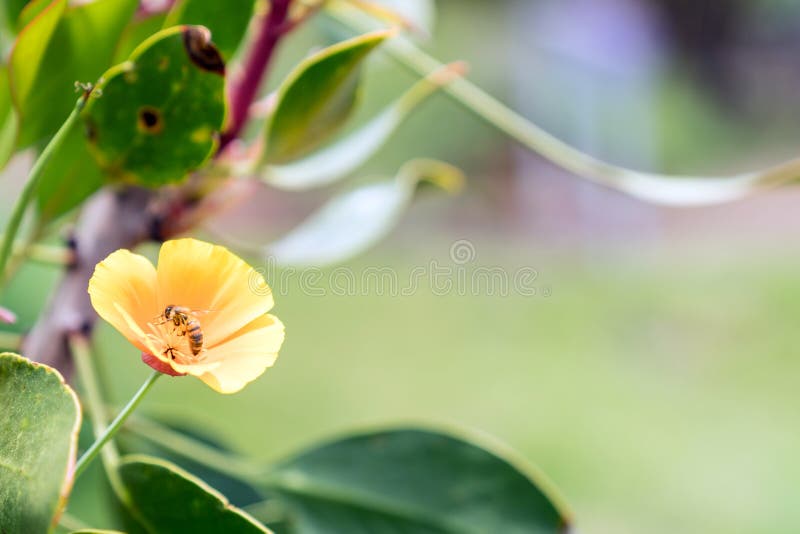 Bee Pollinates a yellow blooming flower in nature. Maui, Hawaii. Bee Pollinates a yellow blooming flower in nature. Maui, Hawaii