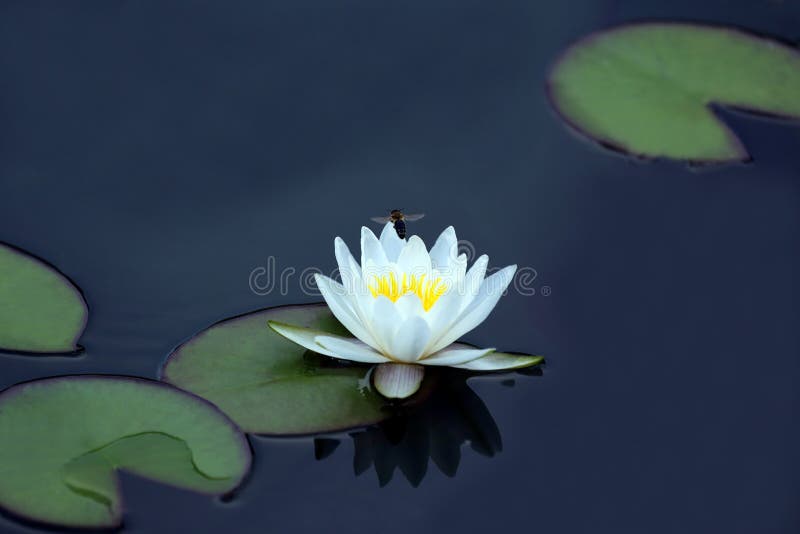 The bee pollinating a white flower of lotus on the water. The bee pollinating a white flower of lotus on the water