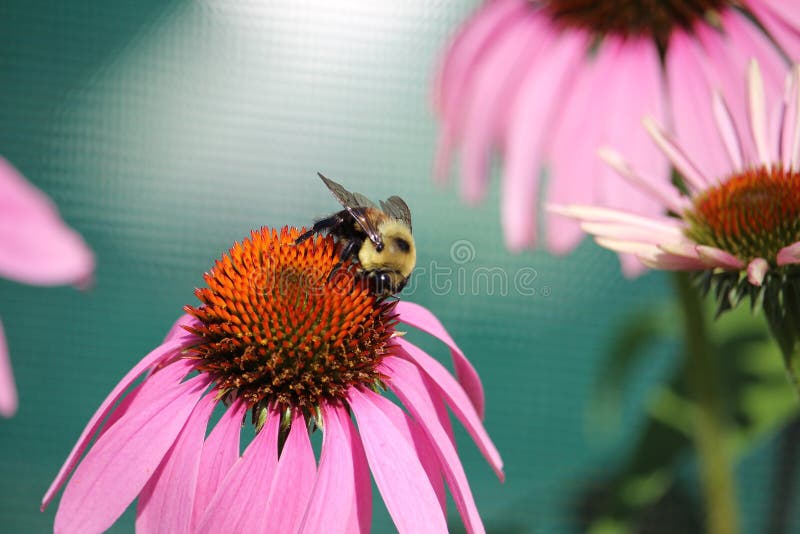 Abeja que poliniza una flor de la primavera con amor foto de archivo