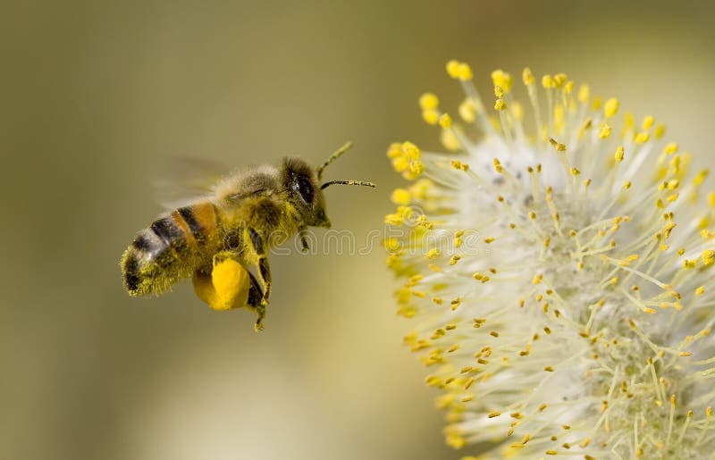 A Bee hovering while collecting pollen from Willow blossom. Hairs on Bee are covered in yellow pollen as are it's legs. A Bee hovering while collecting pollen from Willow blossom. Hairs on Bee are covered in yellow pollen as are it's legs.
