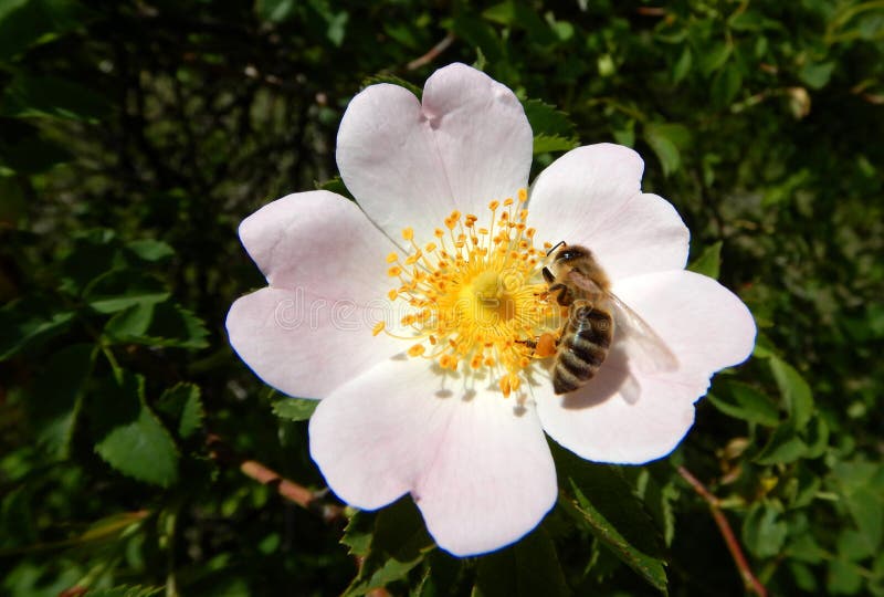 Abeja que recoge el polen en una perro-rosa floreciente, rubiginosa rosado de Rosa salvaje imagen de archivo libre de regalías Abeja que recoge el polen en una perro-rosa floreciente, rubiginosa rosado de Rosa salvaje imagen de archivo libre de regalías