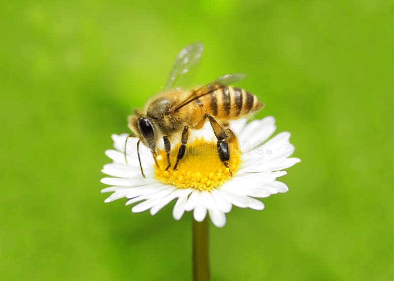 Macro bee collecting honey on camomile. Macro bee collecting honey on camomile