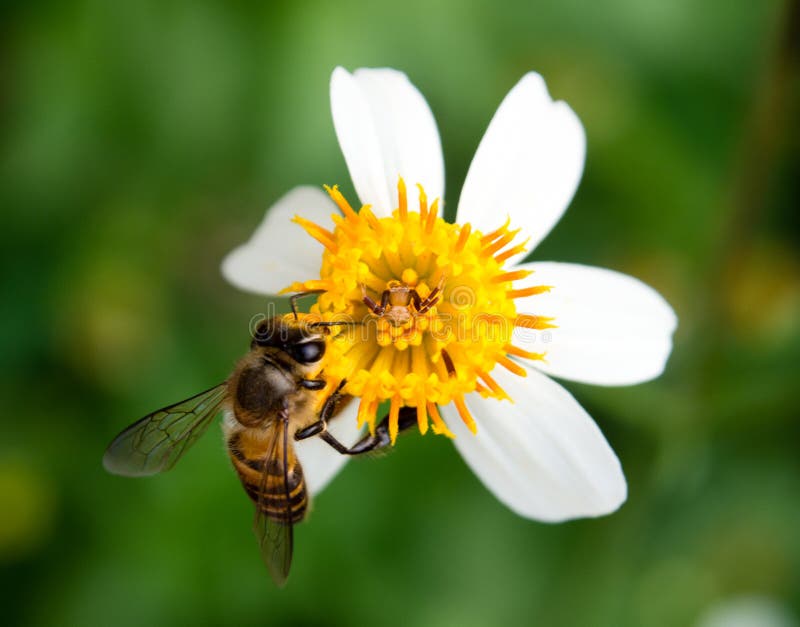 Bee is working hard to collecting honey on a little white yellow flower that have a little spider inside. Bee is working hard to collecting honey on a little white yellow flower that have a little spider inside