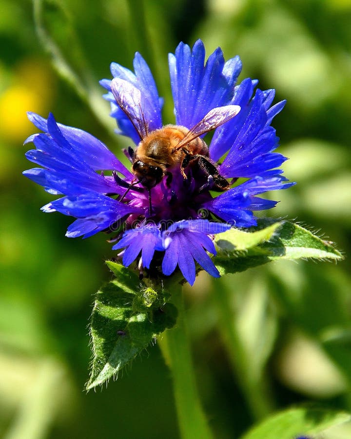 Abeja que recolecta la miel en la flor azul imagen de archivo libre de regalías Abeja que recolecta la miel en la flor azul imagen de archivo libre de regalías