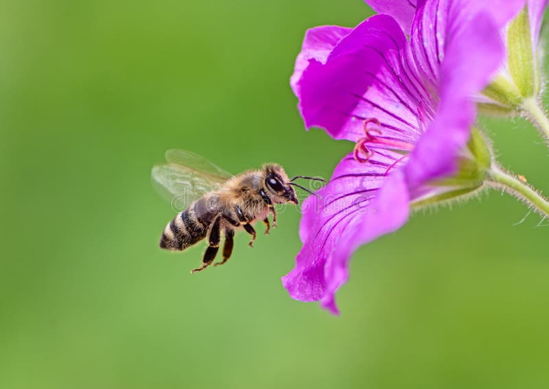 Abeja que vuela a un flor púrpura de la flor del geranio foto de archivo Abeja que vuela a un flor púrpura de la flor del geranio foto de archivo