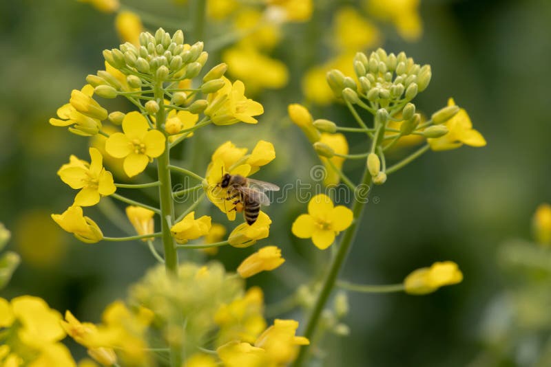 Bee on oilseed rape.  Honeybee takes pollen from the yellow rapeseed flower. Bee on oilseed rape.  Honeybee takes pollen from the yellow rapeseed flower..