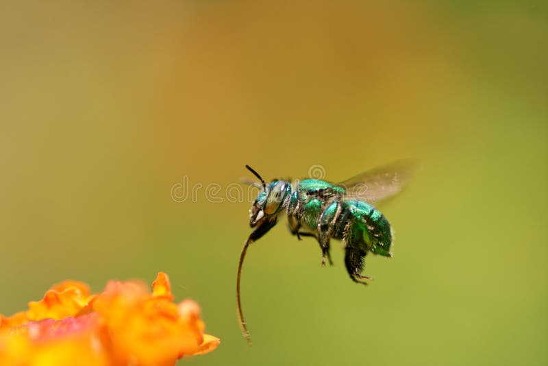 381 Abeja Gorda Fotos - Libres de Derechos y Gratuitas de Dreamstime