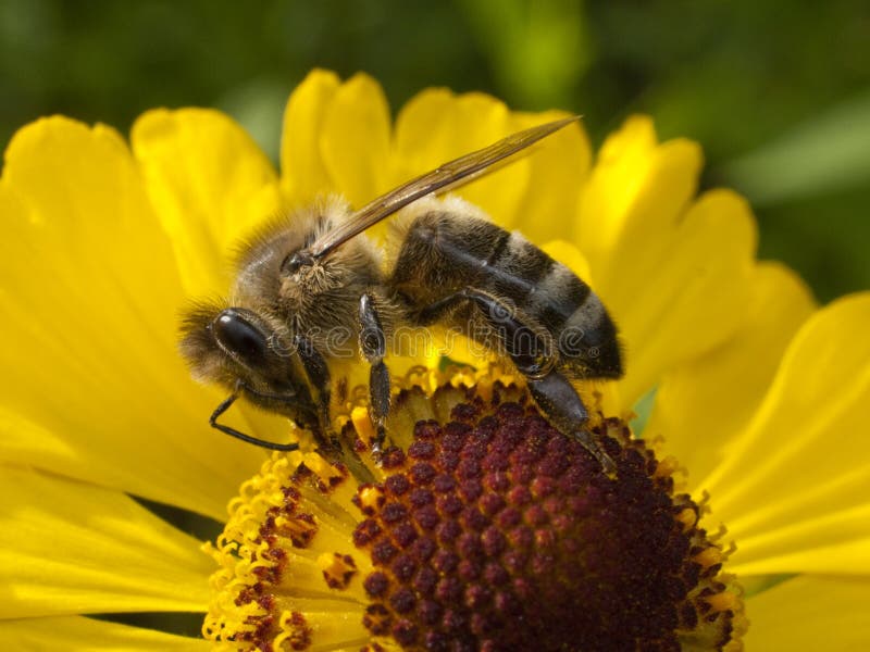 Bee sucking honey from yellow flower. Bee sucking honey from yellow flower