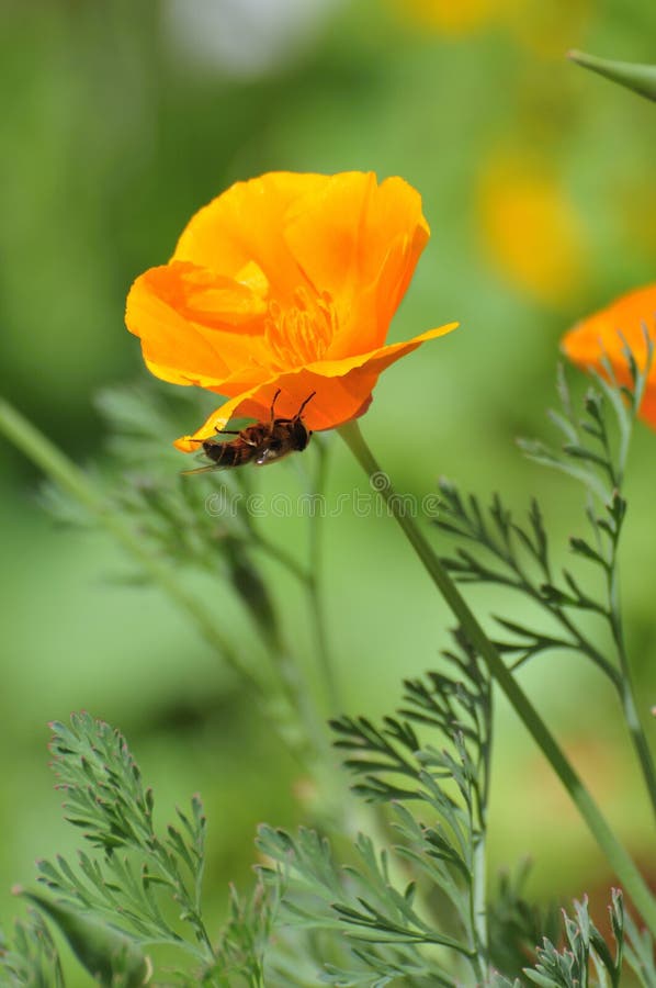 Bee resting under the yellow flower in hot summer days. Bee resting under the yellow flower in hot summer days.