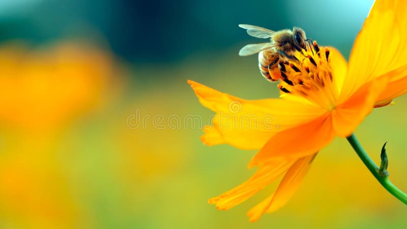 Honey bee on yellow flower collect pollen. Wild nature landscape, banner. Honey bee on yellow flower collect pollen. Wild nature landscape, banner.