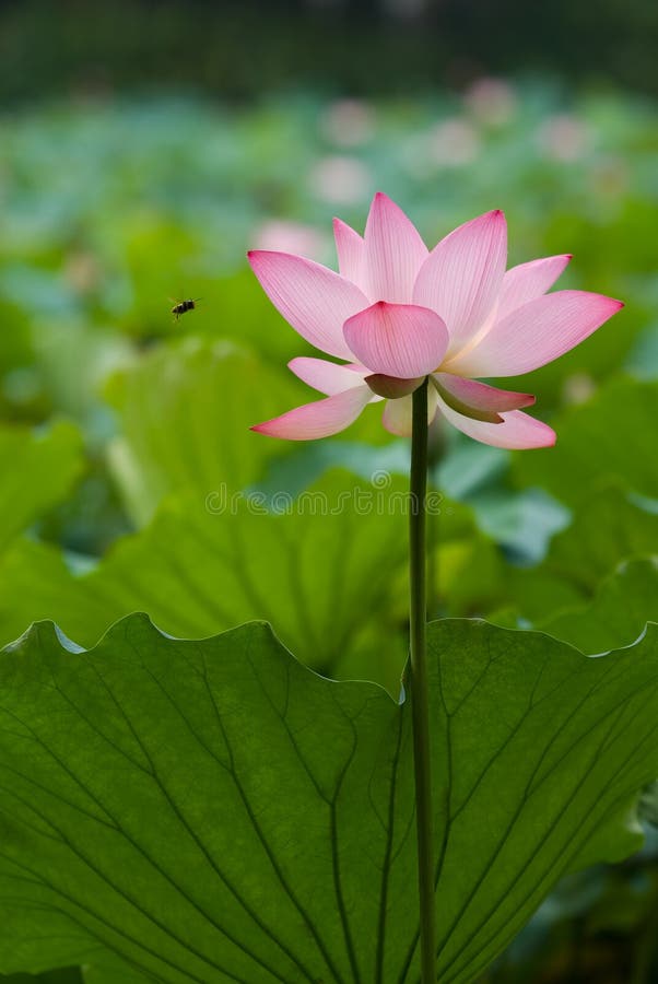 Bee was attracted by pink lotus. Bee was attracted by pink lotus