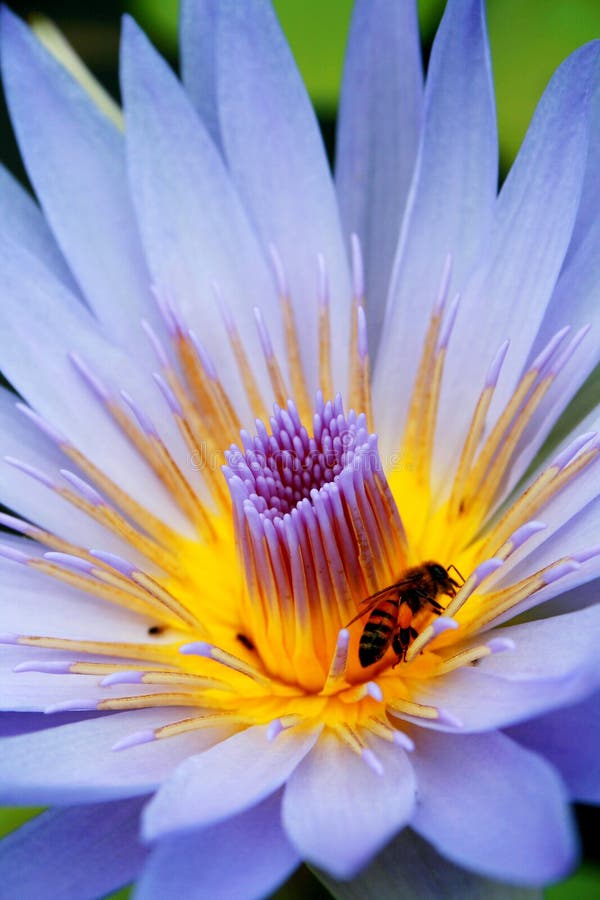 Photo of purple blue lotus and bee. Photo of purple blue lotus and bee