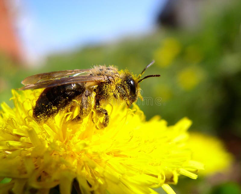 This macro shot shows a bee collecting pollen on a spring flower. This macro shot shows a bee collecting pollen on a spring flower