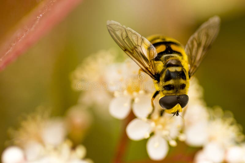 Yellow and black spotted bee collecting honey from white flower in Istanbul in spring. Yellow and black spotted bee collecting honey from white flower in Istanbul in spring