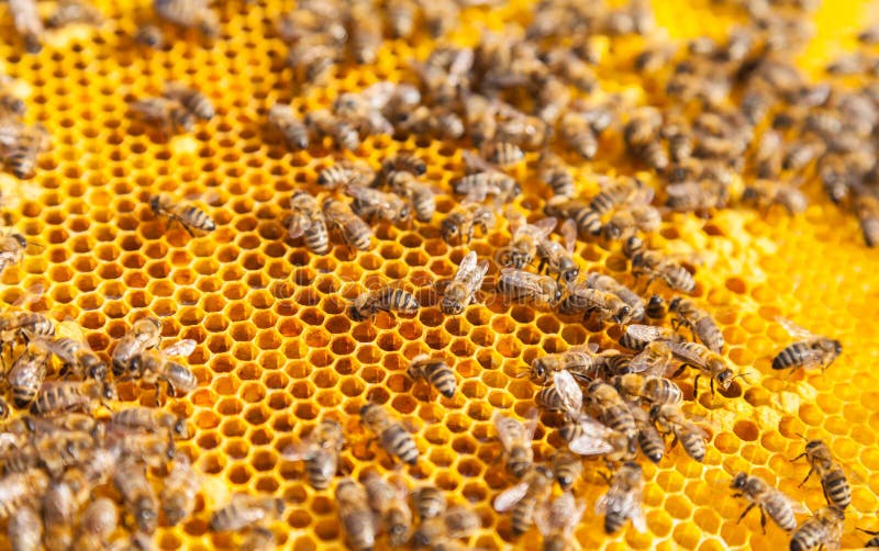 Abejas en el panal imagen de archivo Abejas en el panal imagen de archivo