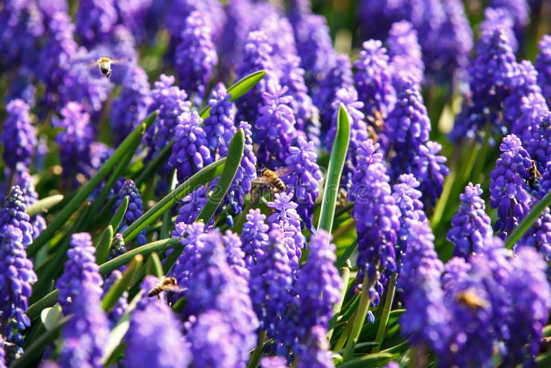 Bees on violet muscari spring flowers. Bees on violet muscari spring flowers