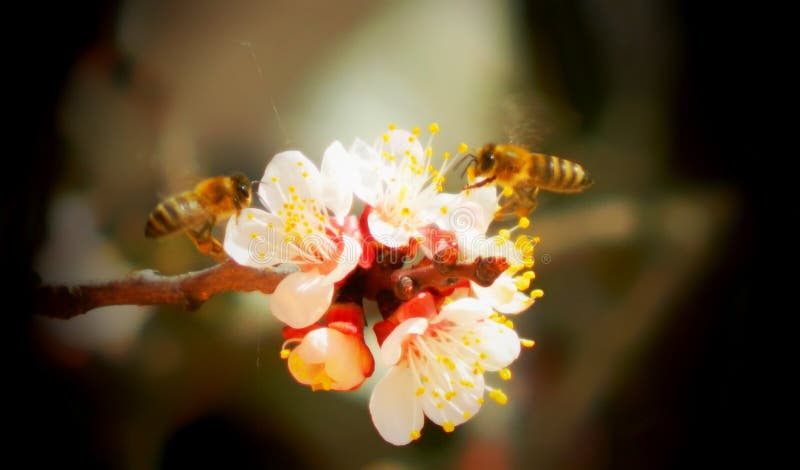 Abejas en los flores del melocotón fotografía de archivo libre de regalías Abejas en los flores del melocotón fotografía de archivo libre de regalías
