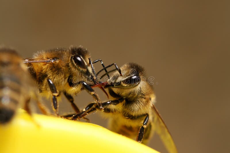 Abejas en lucha foto de archivo. Imagen de amarillo, batalla 95793048
