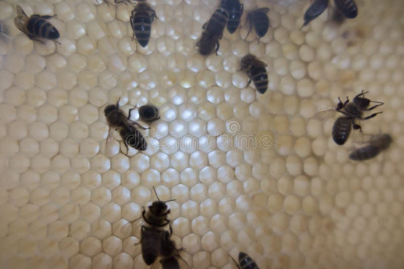 Abejas en una colmena sobre un peine de cera.