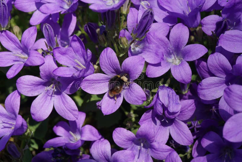 Purple wall flower in the uk being visited by a bumblebee. Purple wall flower in the uk being visited by a bumblebee