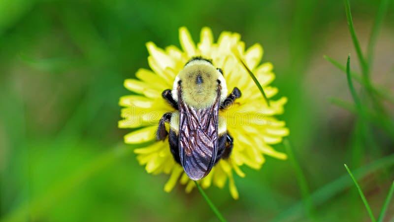 Bumblebee in a dandelion, beautiful unique yellow insect on top of a flower during spring. Bumblebee in a dandelion, beautiful unique yellow insect on top of a flower during spring.