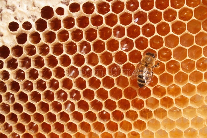 Macro of working bee on the honey cells. Macro of working bee on the honey cells