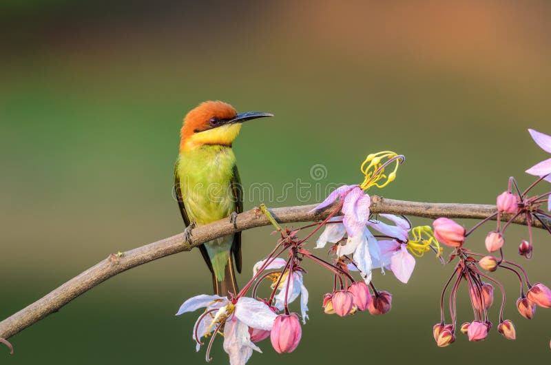 Chestnut-headed Bee-eater or Merops leschenaulti, beautiful bird on branch with colorful background. Chestnut-headed Bee-eater or Merops leschenaulti, beautiful bird on branch with colorful background.