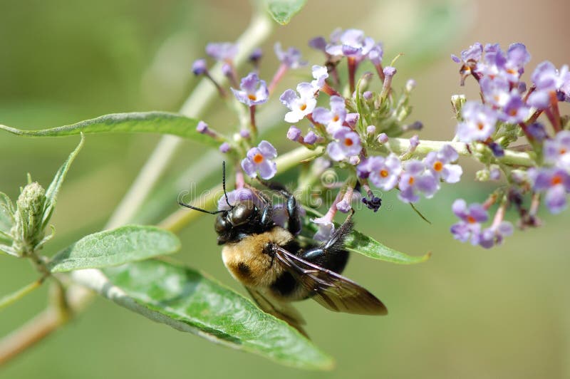 Abelha de carpinteiro na flor do Buddleia imagens de stock Abelha de carpinteiro na flor do Buddleia imagens de stock