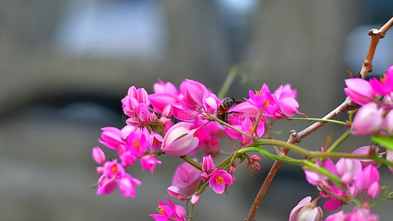 Abelha de mel no vídeo de flores rosa tropicais