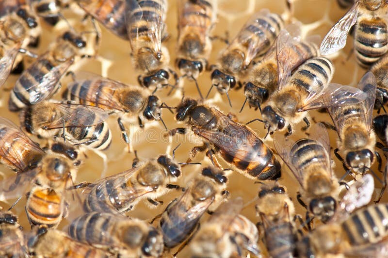 Queen bee surrounded by her workers. Queen bee surrounded by her workers