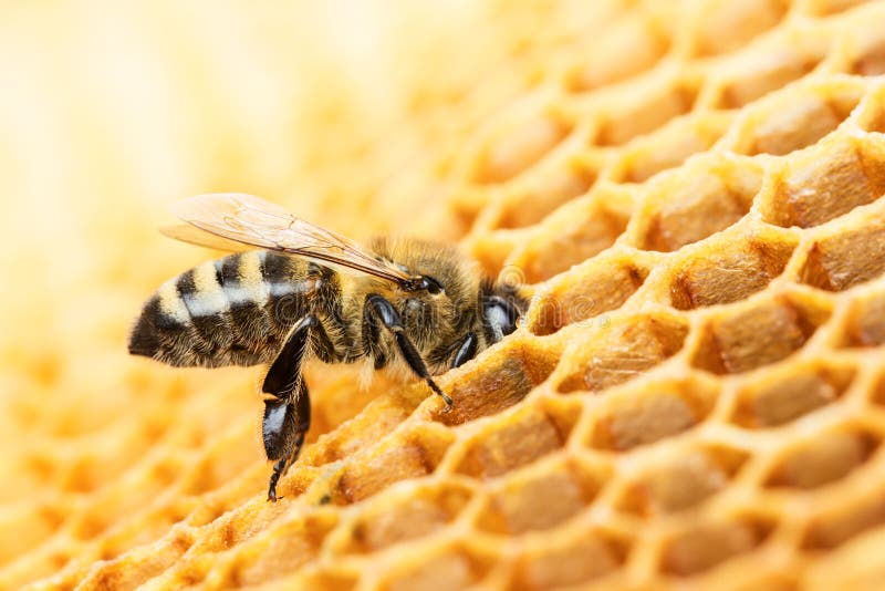 Working bee on honey comb. Working bee on honey comb