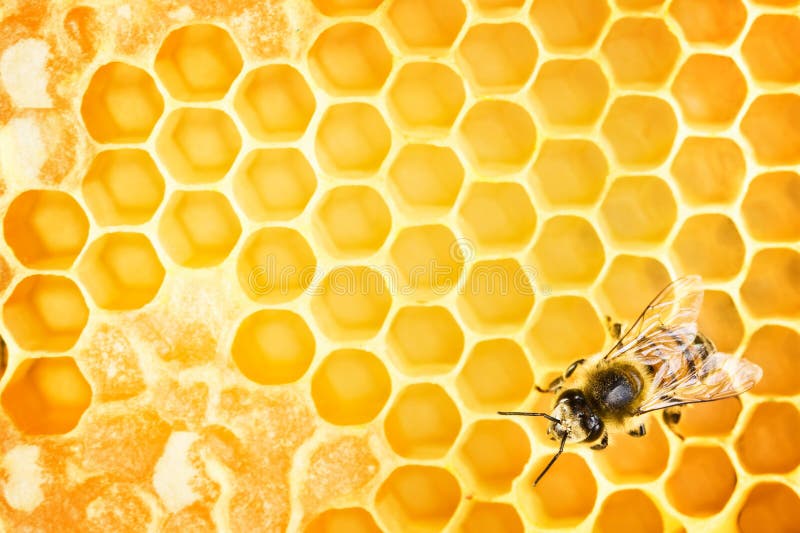 Working bee on yellow honeycomb. Working bee on yellow honeycomb