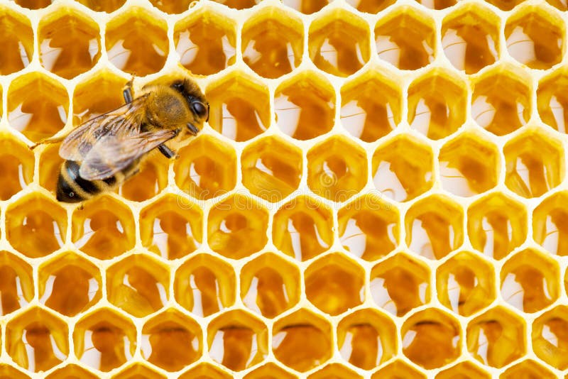 Working bee on honeycomb cells close up. Working bee on honeycomb cells close up