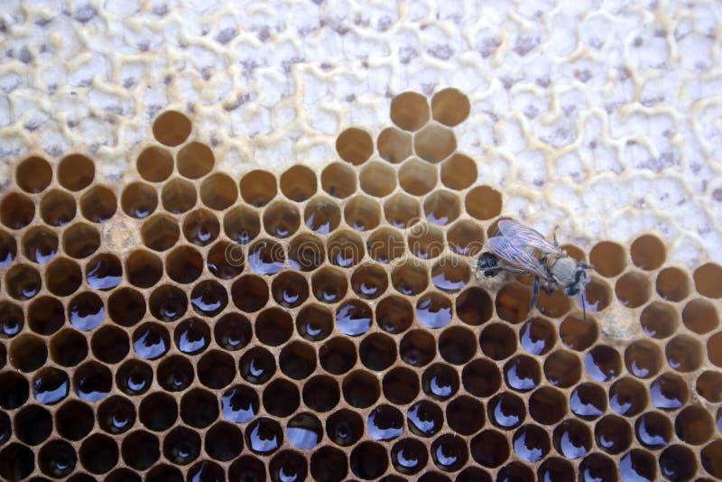 Freshly hatched bee on honeycomb. zoom in on bee to see delicate hairs visible on young bee (this bee literally just crawled out of one of these hexagons). Freshly hatched bee on honeycomb. zoom in on bee to see delicate hairs visible on young bee (this bee literally just crawled out of one of these hexagons)