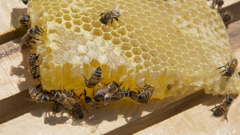 Bee collecting sweet honey in honeycomb. Bee collecting sweet honey in honeycomb