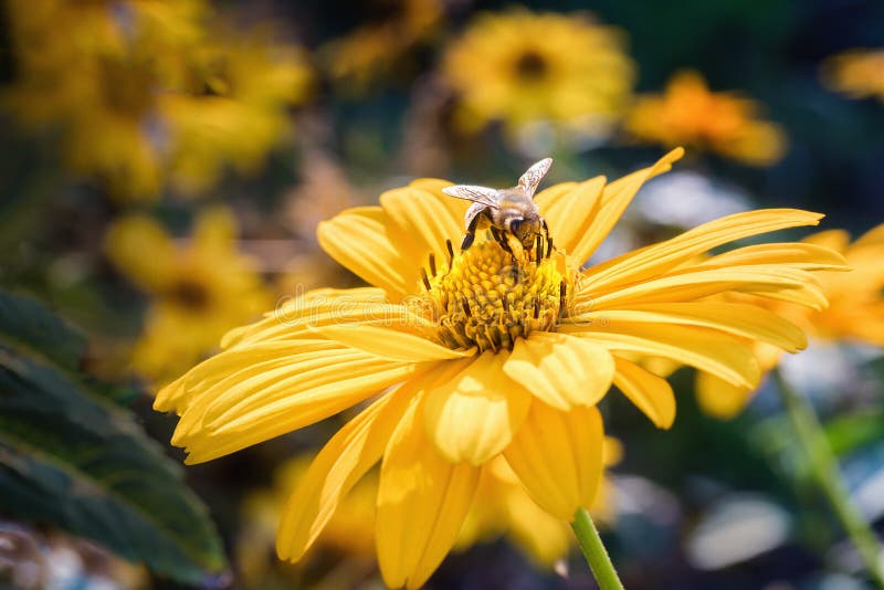 Abelha em uma flor da arnica foto de stock Abelha em uma flor da arnica foto de stock