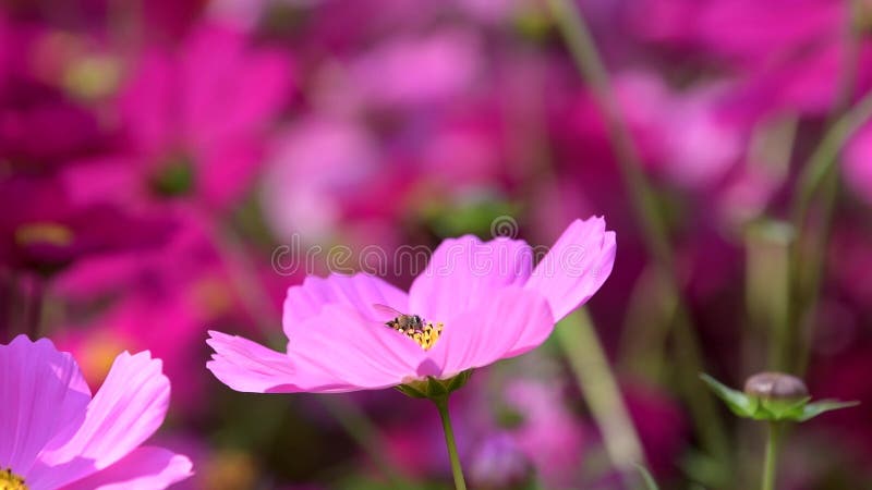 A abelha mantém o pólen da flor cor-de-rosa do cosmos