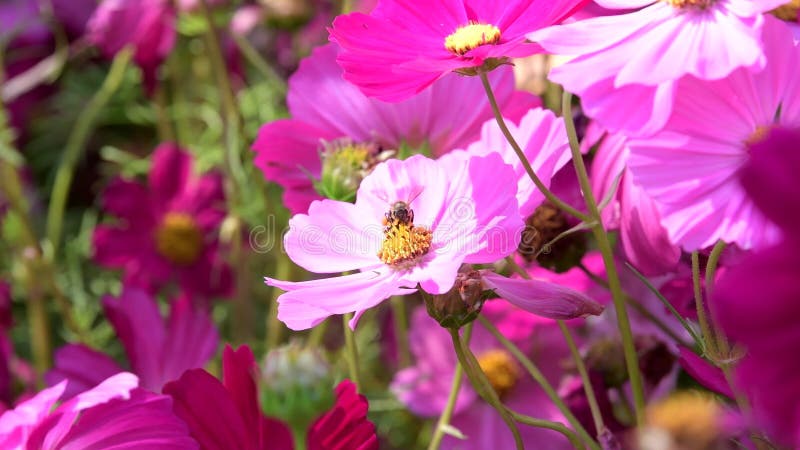 A abelha mantém o pólen da flor cor-de-rosa do cosmos