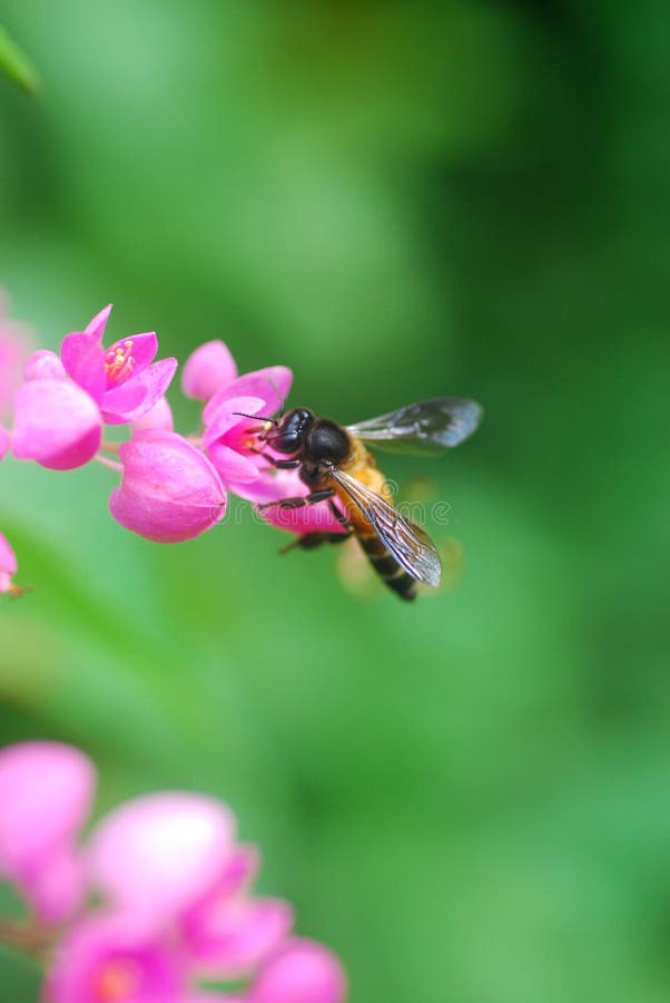 A honey bee on pink flower in a garden. A honey bee on pink flower in a garden