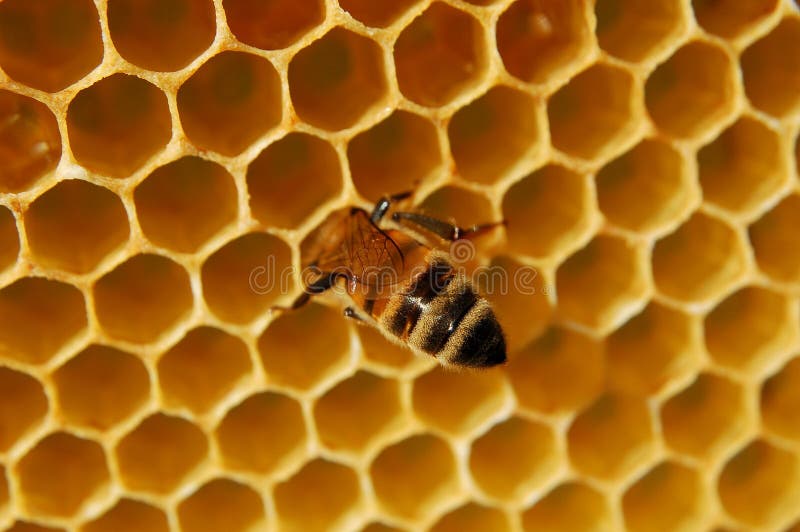 Abelha No Favo De Mel Fotos de Stock Imagem 15100953