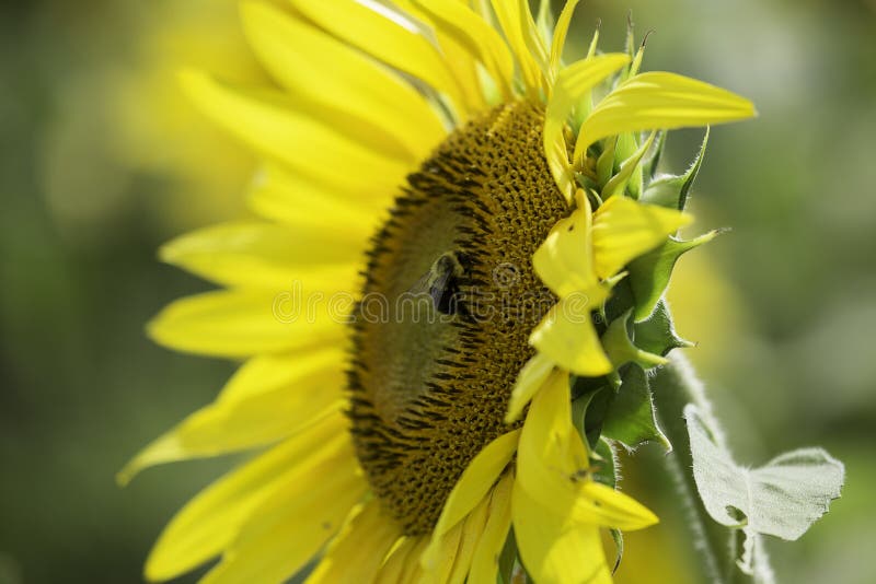 Abelha no girassol no sol da tarde fotos de stock royalty free