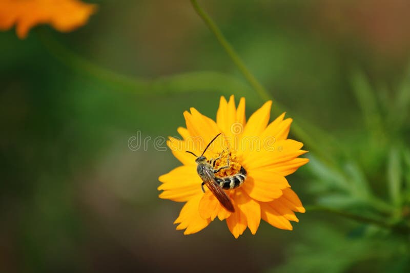 Abelha 'no Sunburst grandiflora' do Coreopsis fotografia de stock Abelha 'no Sunburst grandiflora' do Coreopsis fotografia de stock