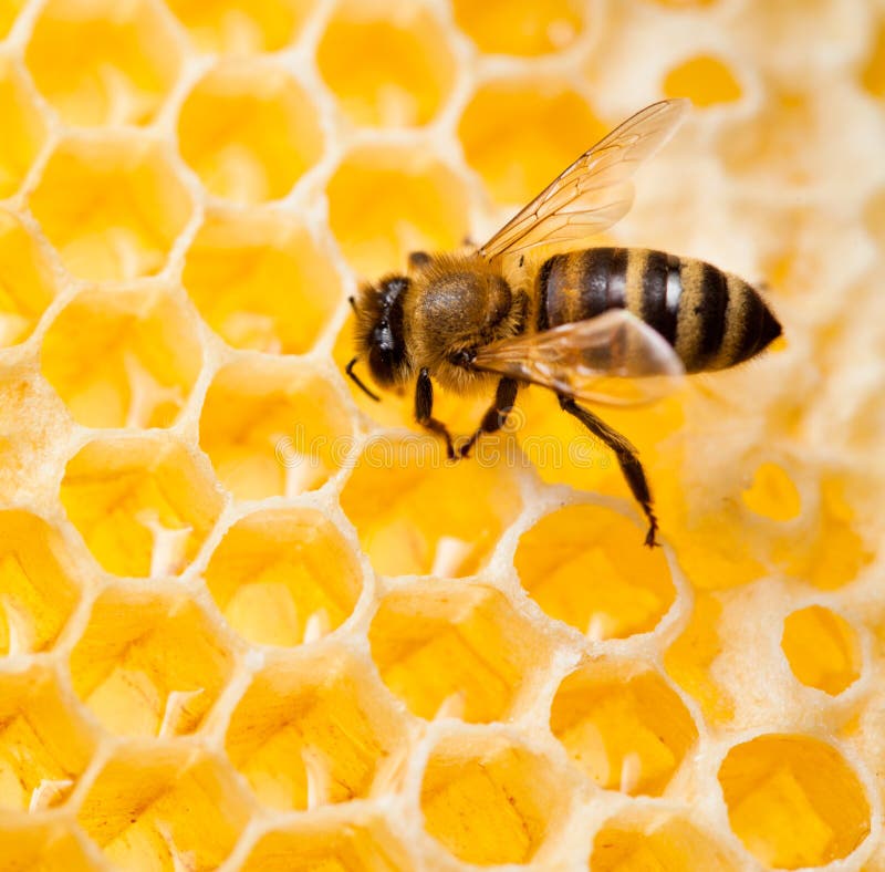 Bee macro shot collecting honey in honeycomb. Bee macro shot collecting honey in honeycomb